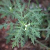 Parthenium hysterophorus L.